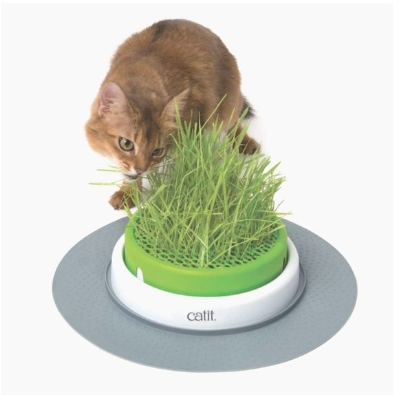 Cat Grass Planter and Refills - Picture 3 of 5